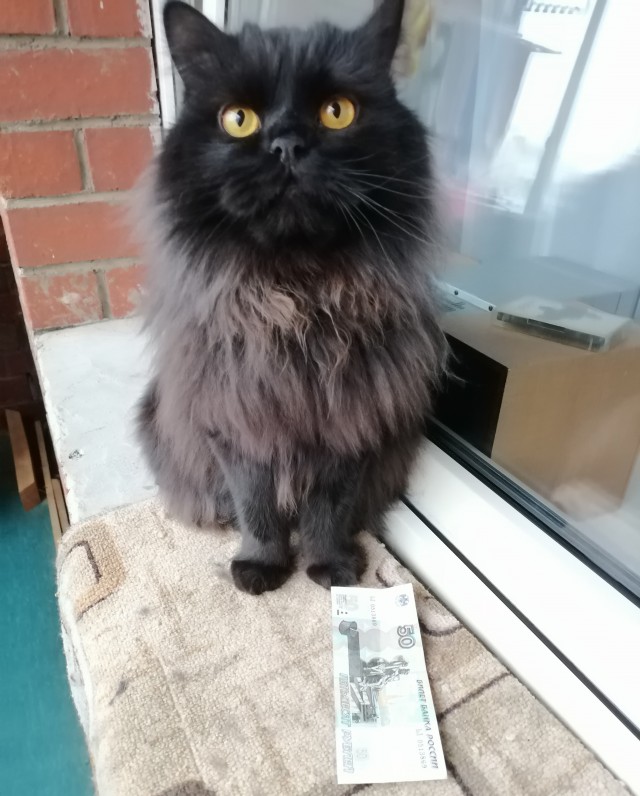 К - котовторник. Б - брутальность.