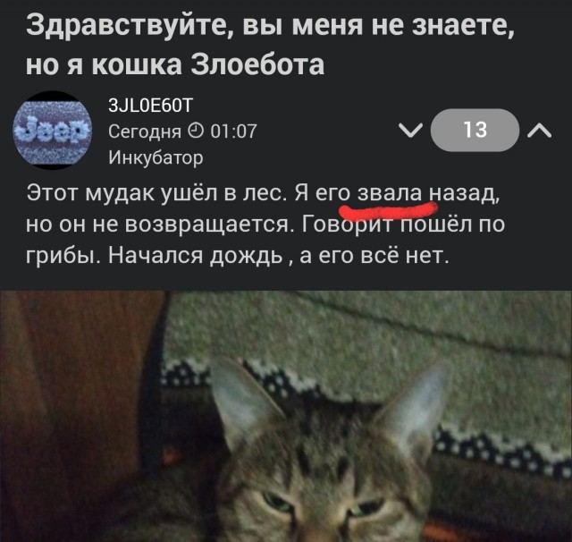 Здравствуйте, вы меня не знаете, но я кошка Злоебота
