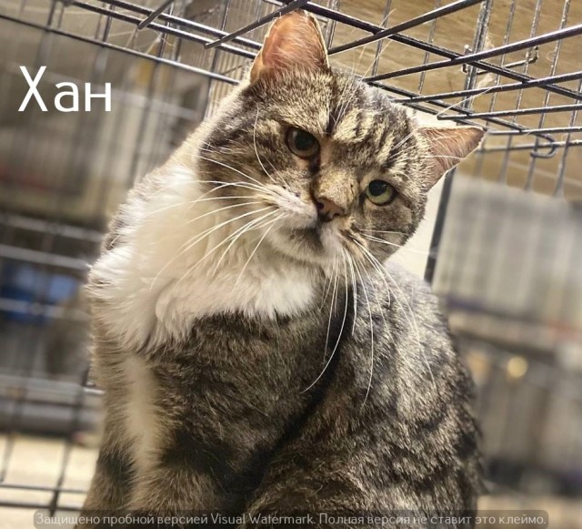 Жизнь домашнего приюта "Котоленд" 568