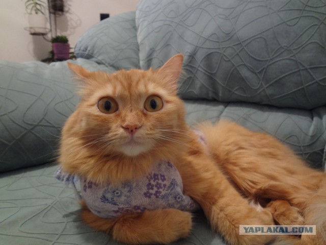 Котовторник 20.05.2014