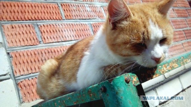 Котовторник 30.09.2014