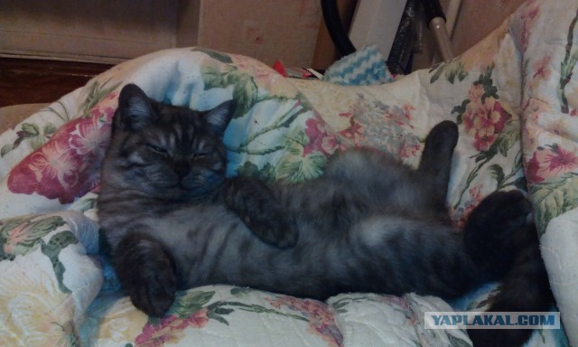 Котовторник 21.10.2014
