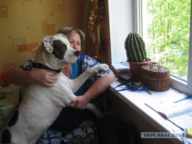 Бульдог которому повезло