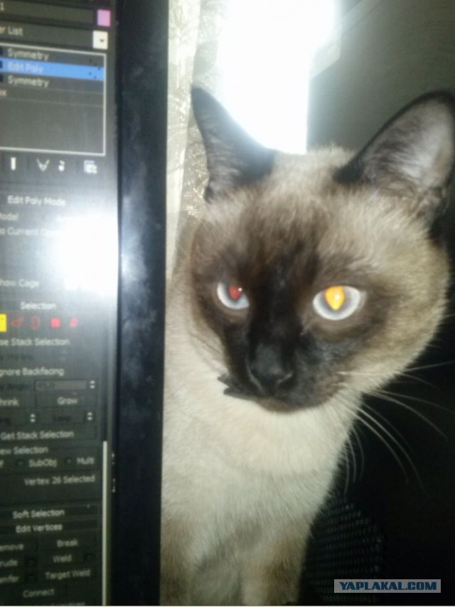Котовторник 5.05.2015.