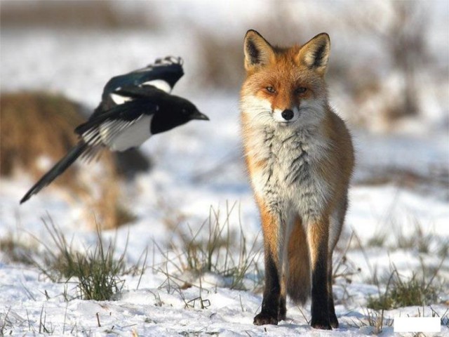 Наглые пернатые морды