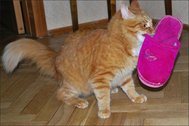Даешь каждому коту по ботинку!