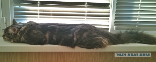 Котовторник 16.06.2015., Котовторник наступил!