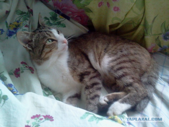Котовторник 14.07.2015