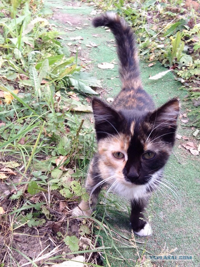 Приютите трехцветное счастье, котенка.