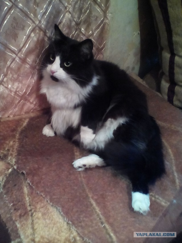Котовторник 03.11.2015
