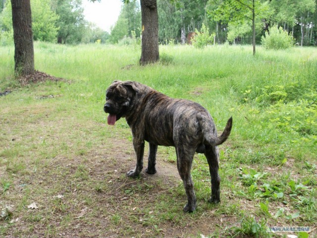 Очень добродушный песик сожрал хозяина