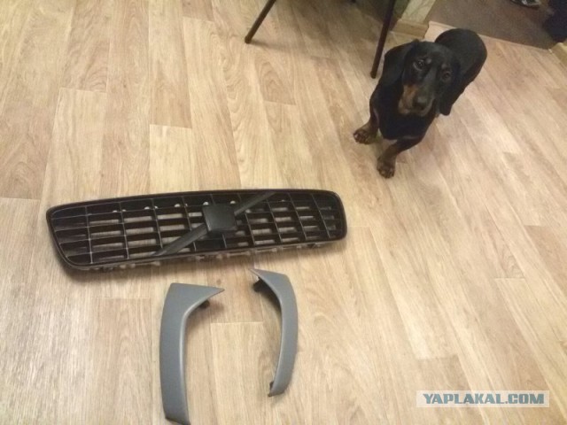 Первый весенний собакочетверг