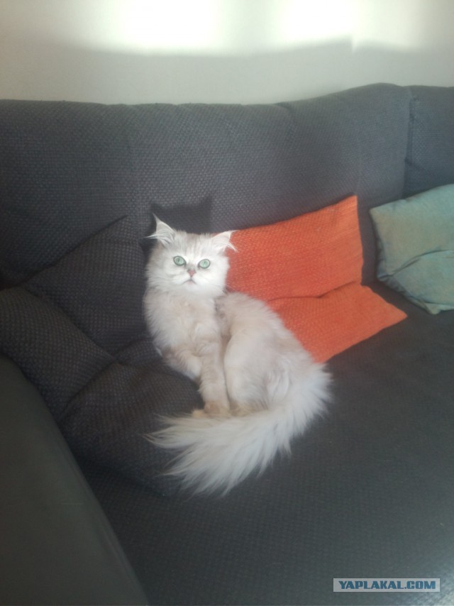 Котовторник 22.03.2016