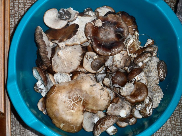 Живу у моря