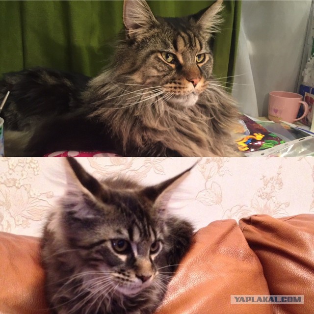 25 котят, которые так быстро выросли