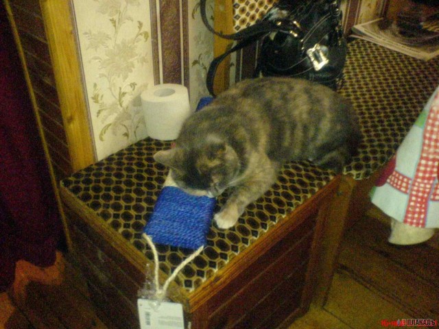 Вторничный котомёт