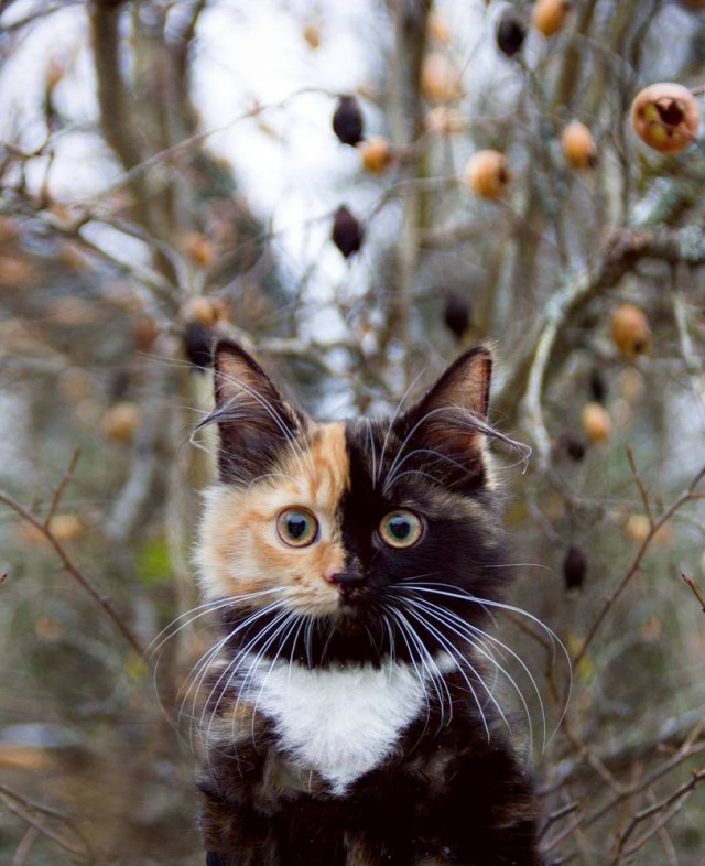 Коты из сети