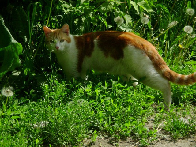 Коты из сети