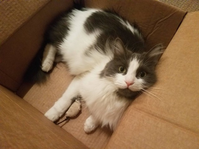 Коты из сети