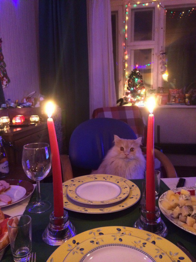 Коты из сети