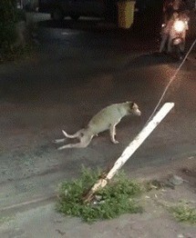 Добрый человек помогает парализованной собаке