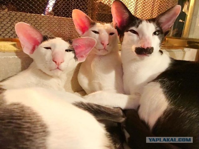 Котовторник 14.03.2017