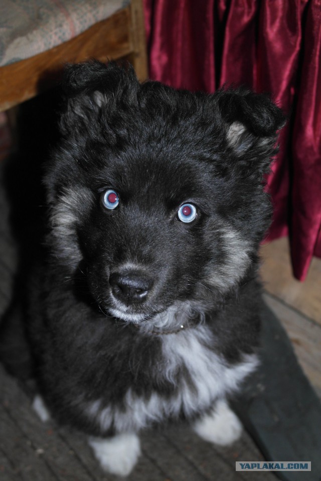 Знакомьтесь- Муха