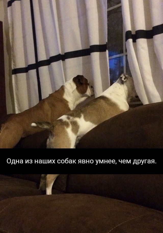 Подборка забавных животных