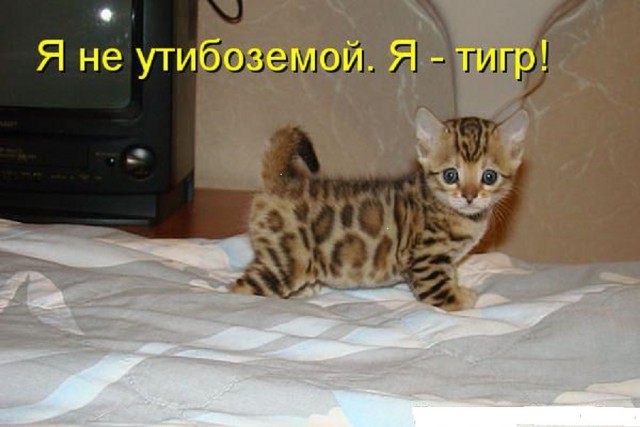 Котовторник 30.05.2017