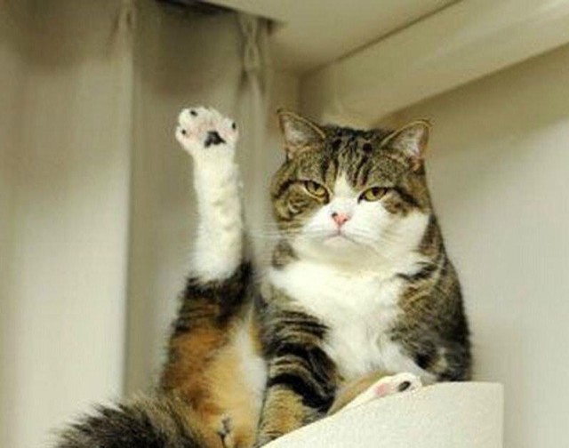 Коты и Кошки