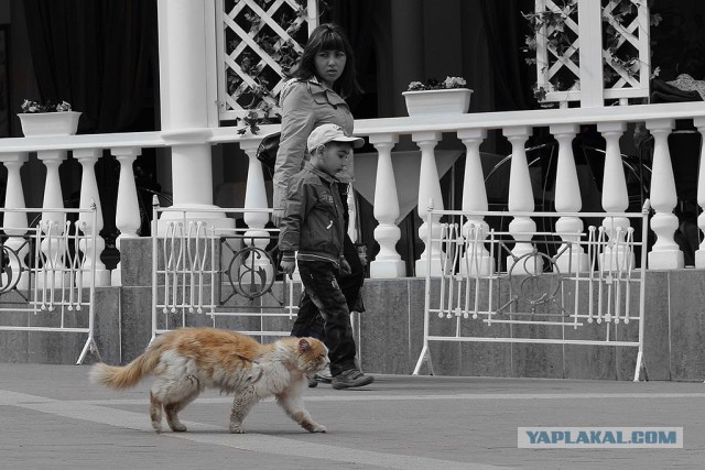 Фотограф из Казахстана показывает нам тайный мир бродячих кошек