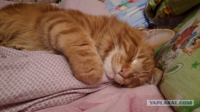 Котовторник 9.01.2018