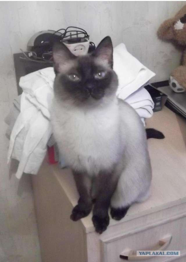 Котовторник 16.01.2018