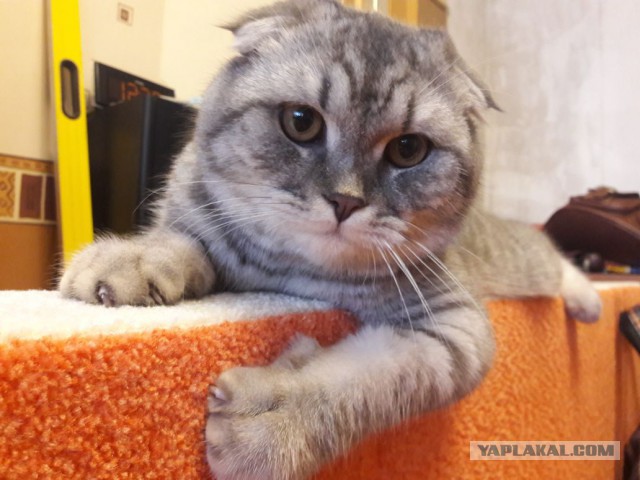 Котовторник 20.02.18