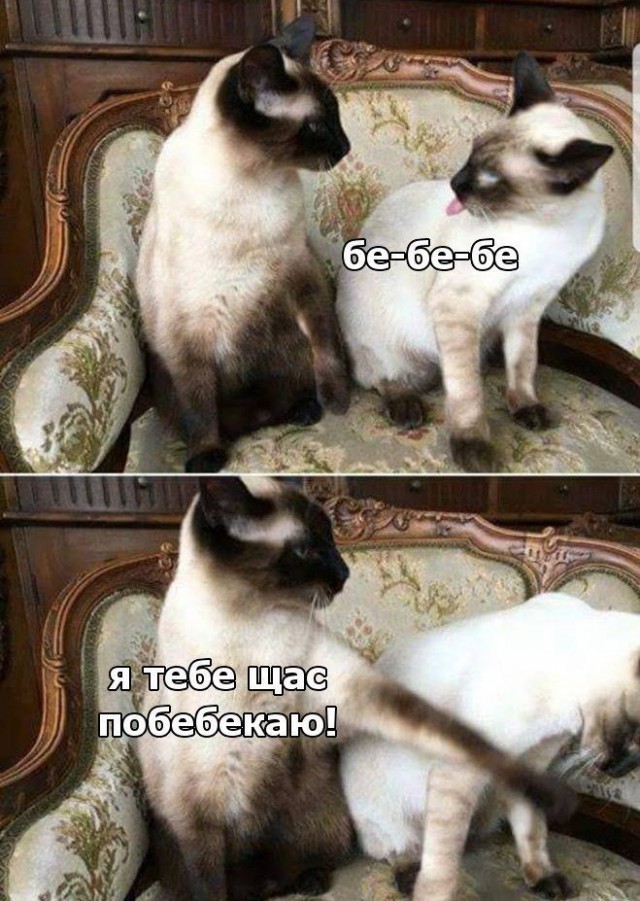 Фотобомбы котов