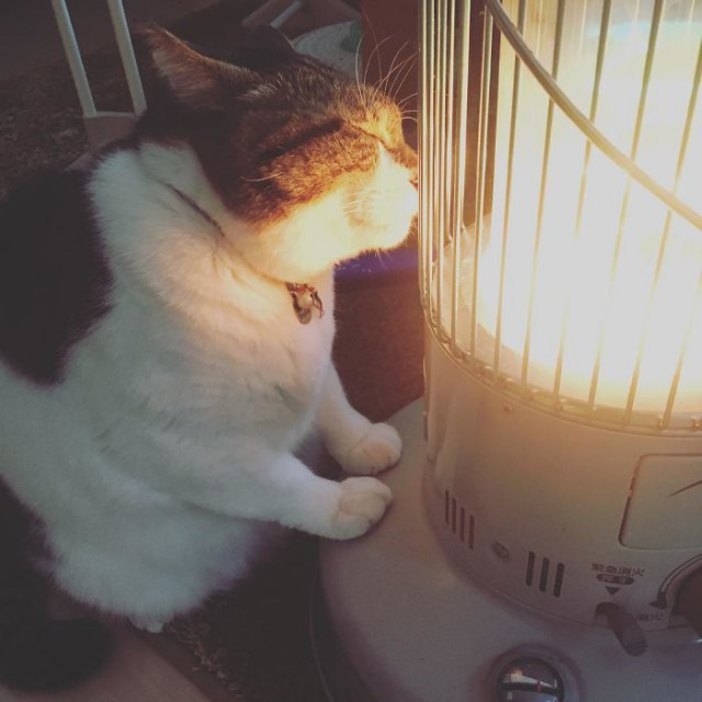 Прикольных котов пост