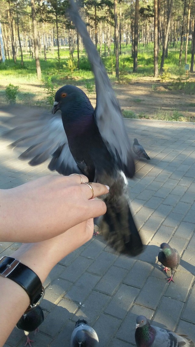 Живность из сети