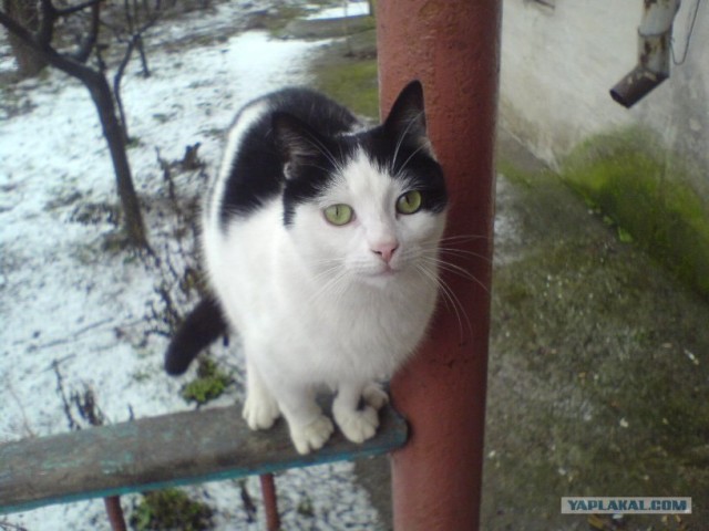 Просто Котовторник