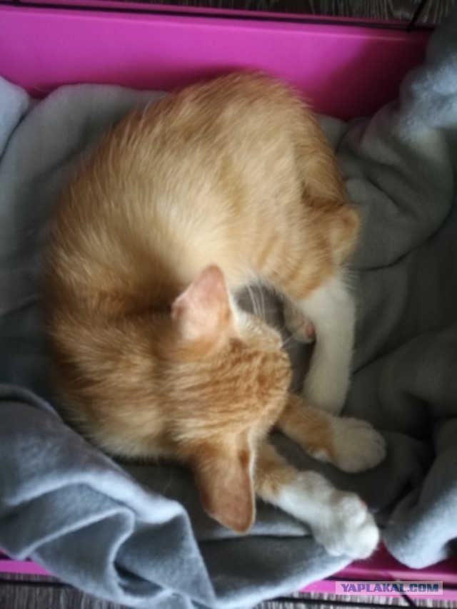 Котовторник  31.07.2018
