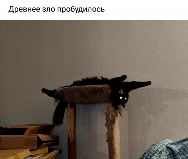 Прикольных котов пост
