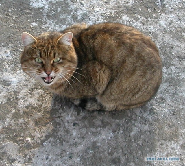 Кошарий