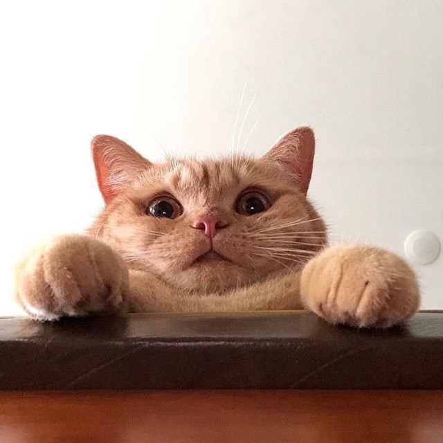 Немного милоты