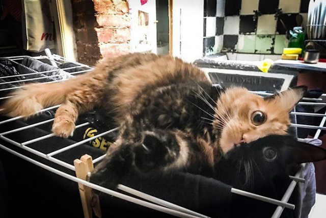 Прикольных котов пост