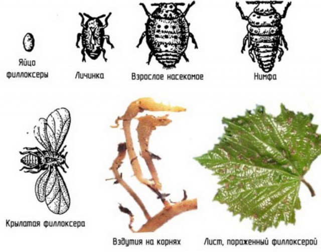 Как делают вино