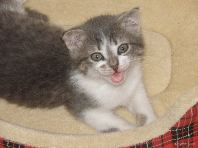 Котовторник 1.11.11