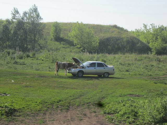 Живность из сети