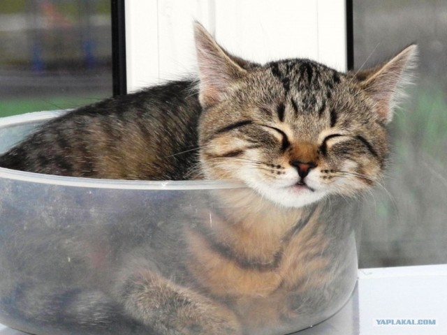 Котовторник (28.02.2012)