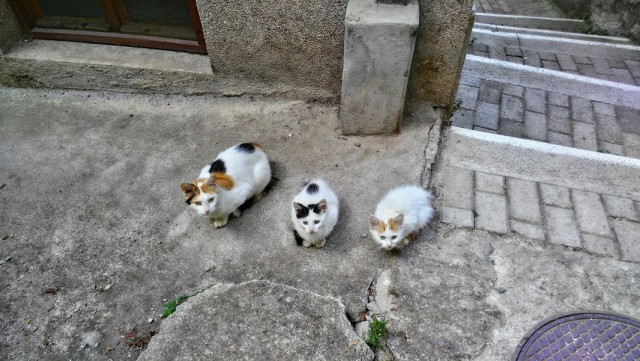 Коты и кошки, которые идеально смотрятся вместе