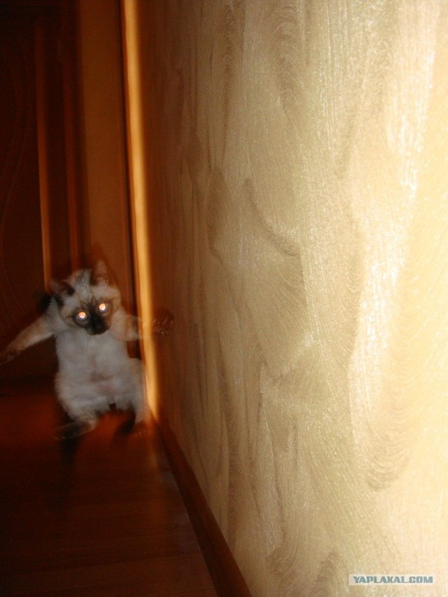 Котовторник  19.06.2012