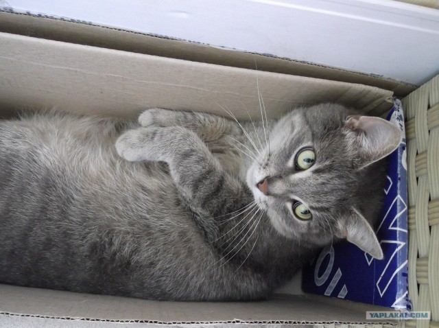 Котовторник 03 07 2012